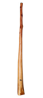 Tristan O'Meara Didgeridoo (TM186)