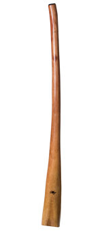 Tristan O'Meara Didgeridoo (TM203)