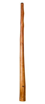 Tristan O'Meara Didgeridoo (TM247) 